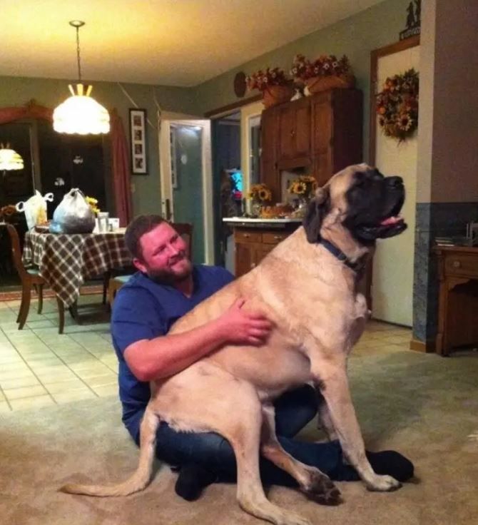 giant lap dogs