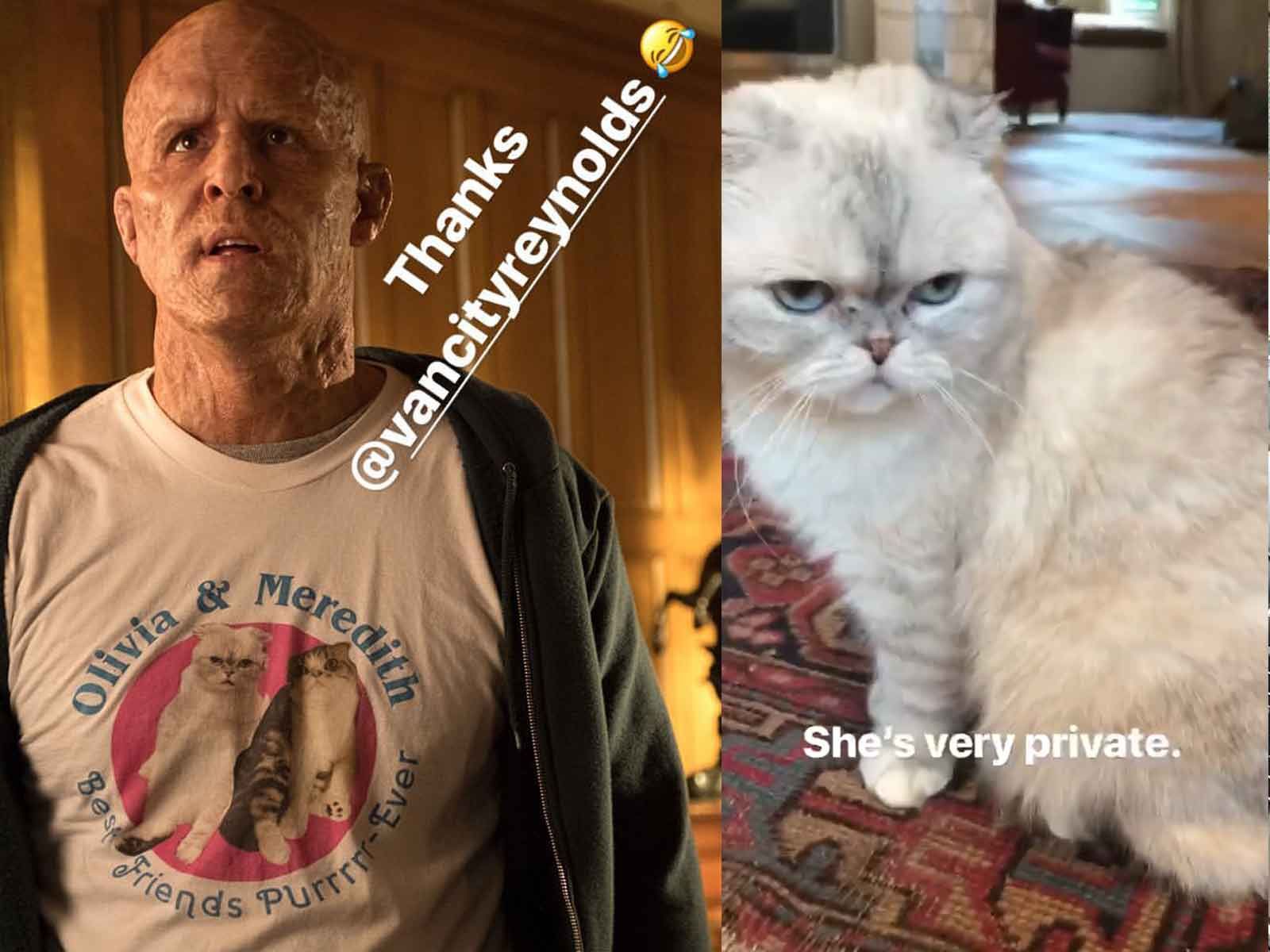 Taylor Swifts Pretty Kitty Makes Cameo In Deadpool 2