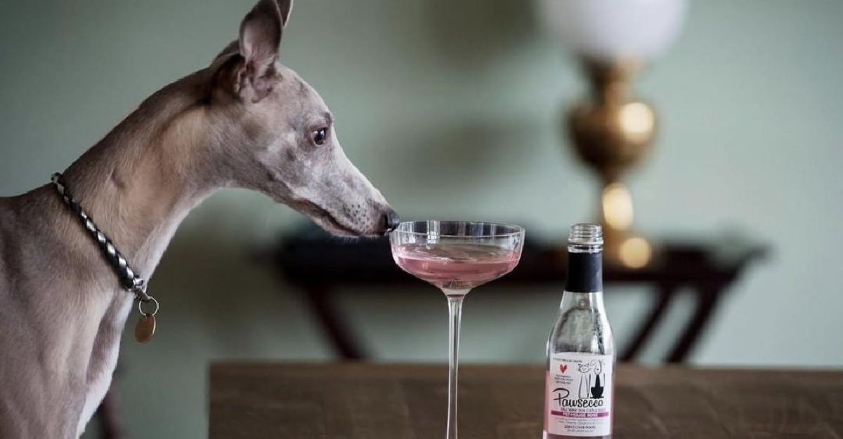 Pawsecco' For Dogs And Cats Is A Whole 