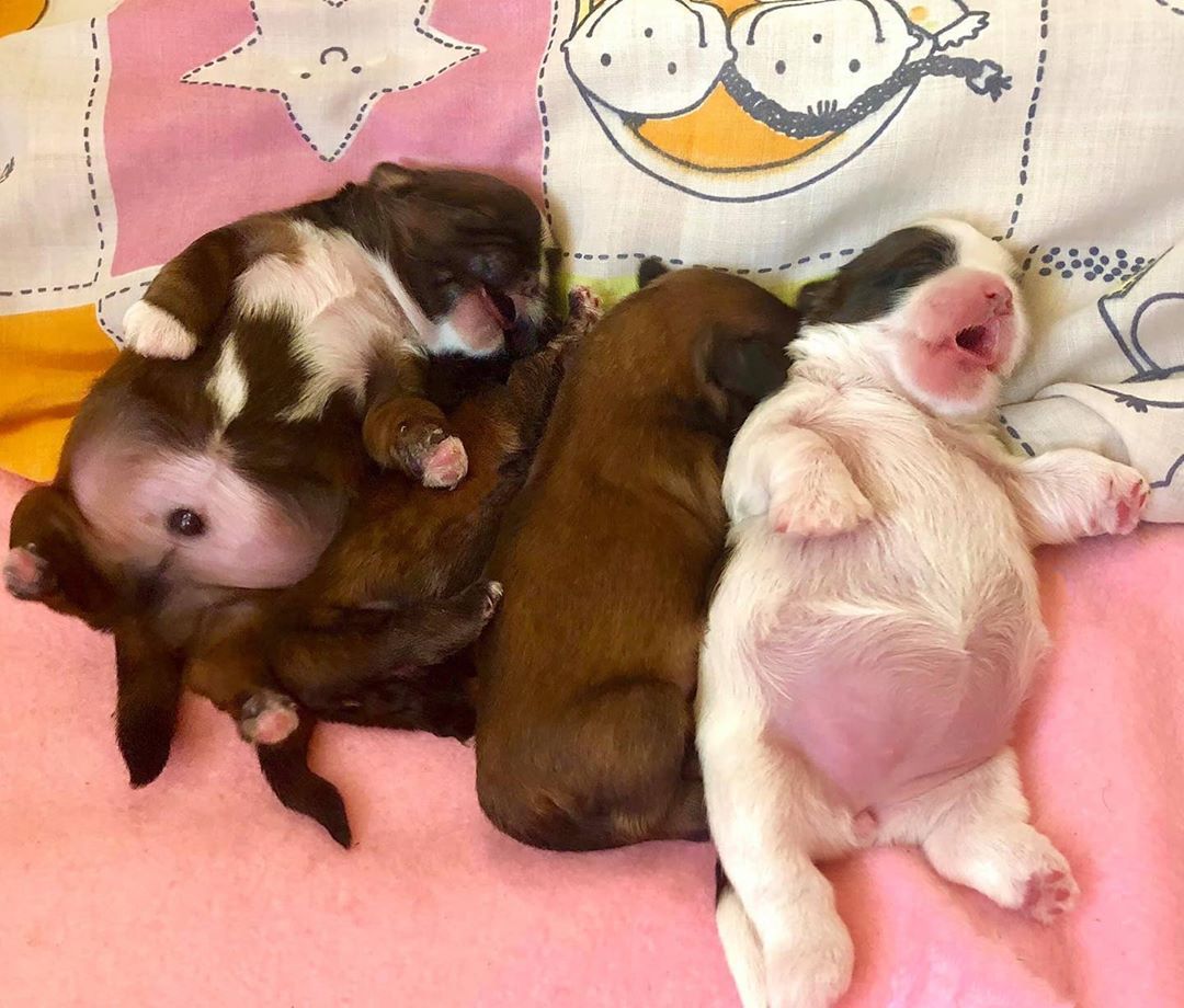 This Puppy That Only Sleeps On Her Back Is All Of Us After A Long Week