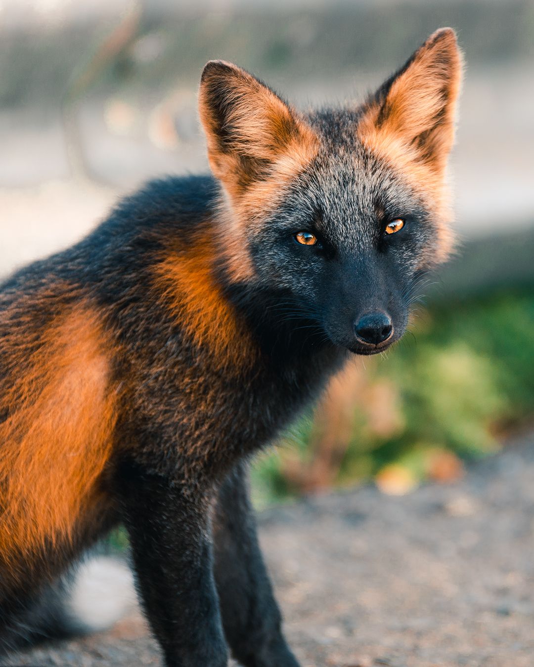 Incredible Photos Of Cross Fox Go Viral After People Say It Looks Like A Pokemon