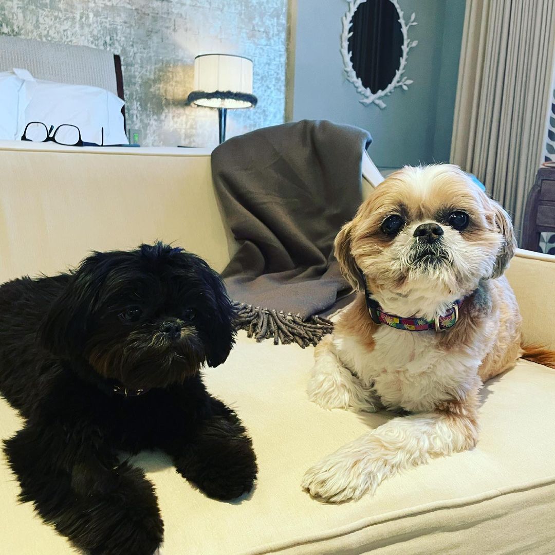 Kelly Ripa's dogs, Lena and Chewie. 