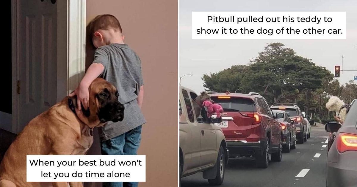 14 Heartwarming Stories To Remind You Why Dogs Are Man S Best Friend