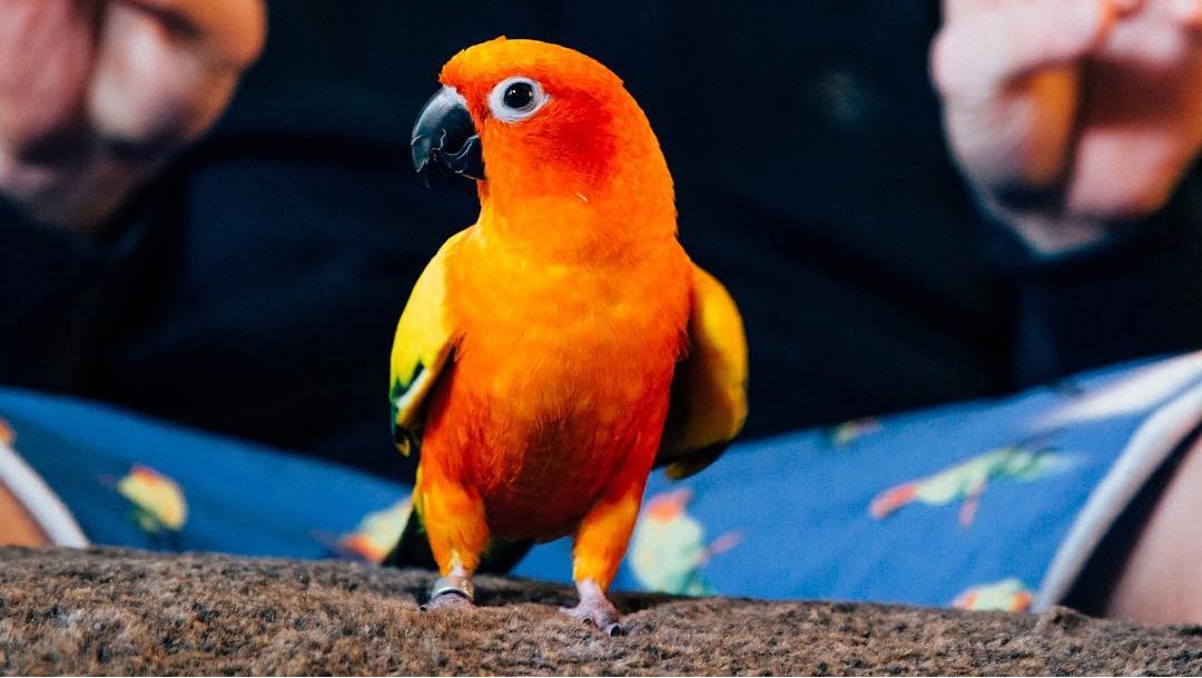 Logan Paul S Parrot Was Eaten By His Dog
