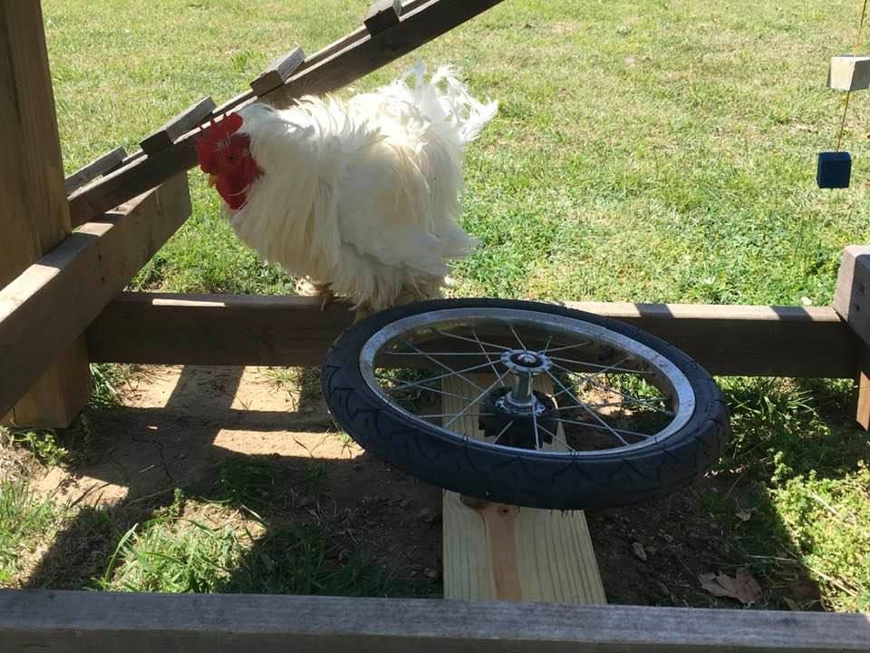 chicken next to a bicycle tyre merry-go-round