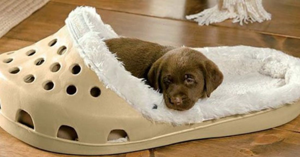 crocs for dogs