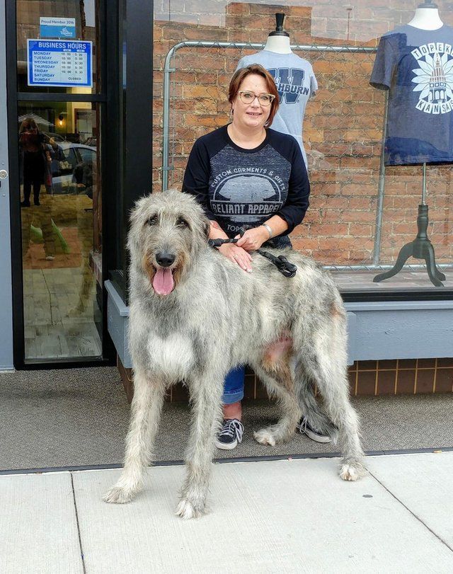 Their Adorably Giant Irish Wolfhounds