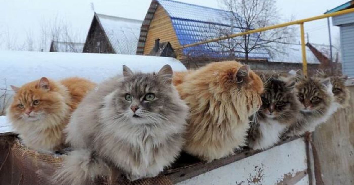 These Siberian Farm Cats Are Basically Fluffy Bears With Whiskers