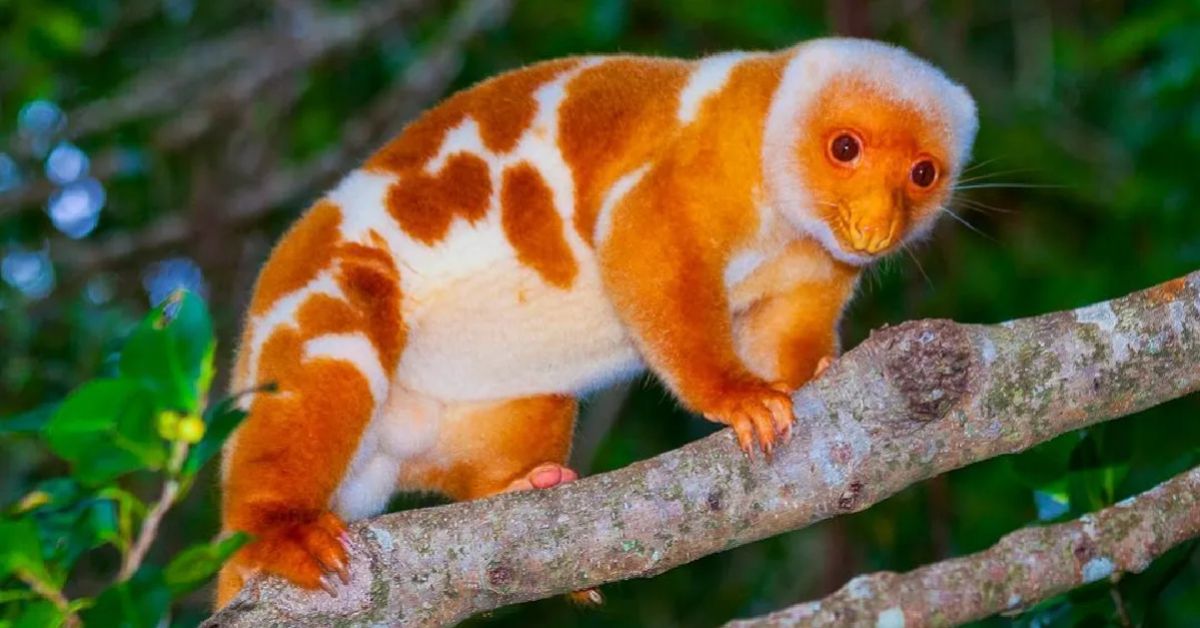 The Cuscus Is An Adorable Marsupial Native To Australasia