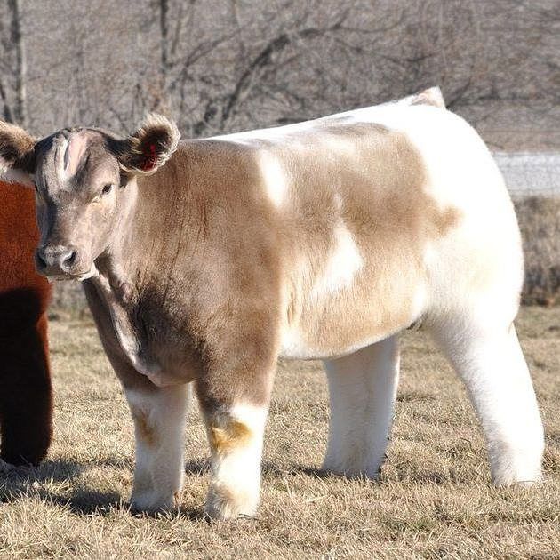 Fluffy Blow Dried Cows Are The Internet Obsession We Need