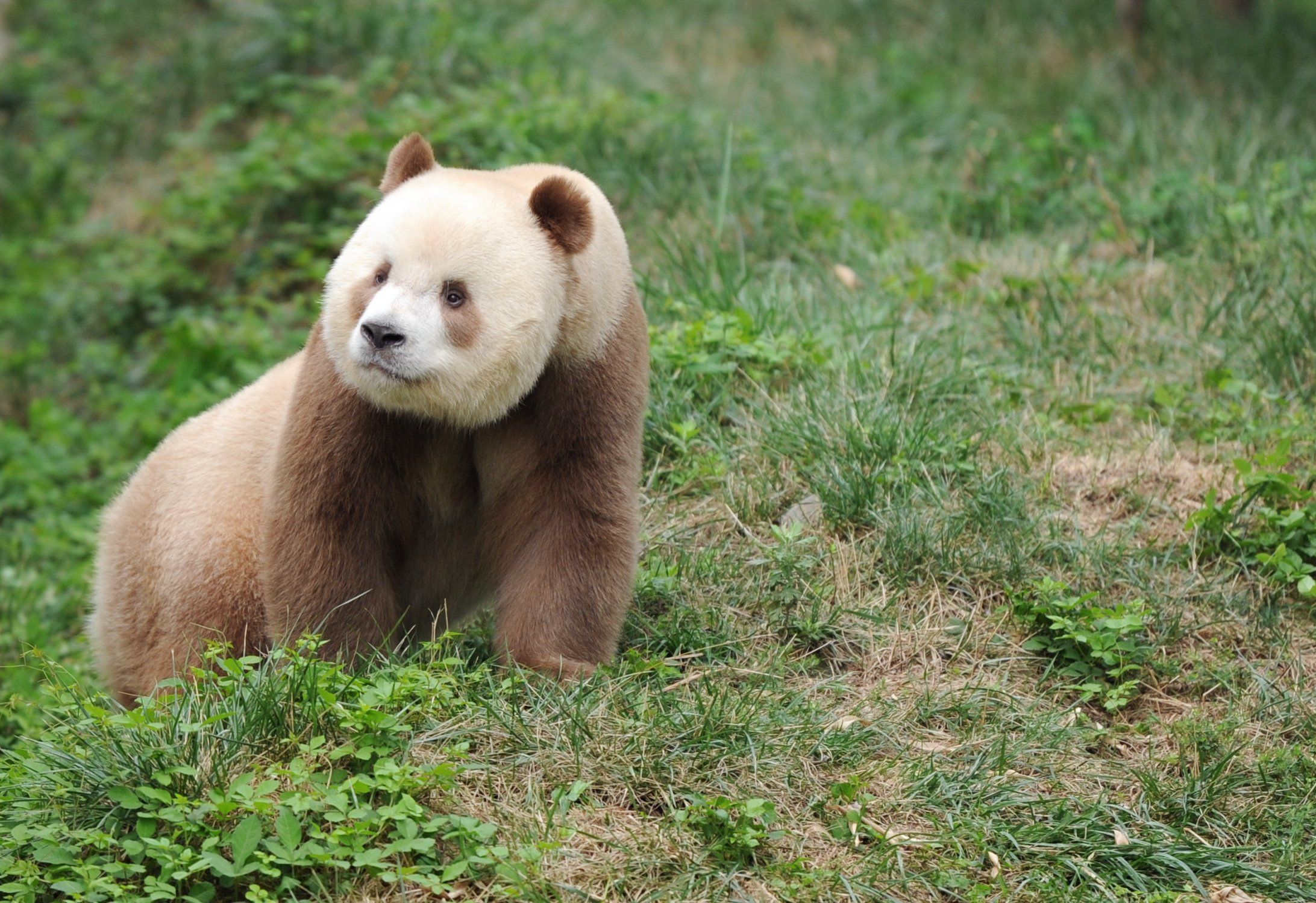 World's Only Brown Panda Who Was Bullied And Abandoned As A Cub Has Been  Adopted