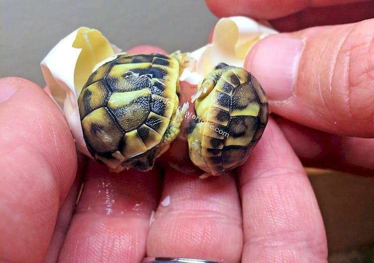 Baby Tortoises Are Officially The Cutest Twins Ever