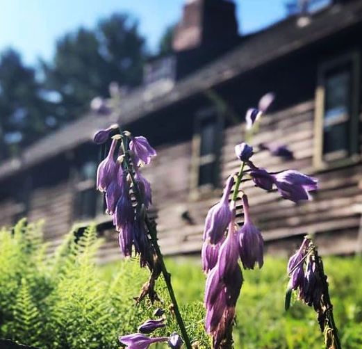 Purple plants are seen at the 'Conjuring' house.