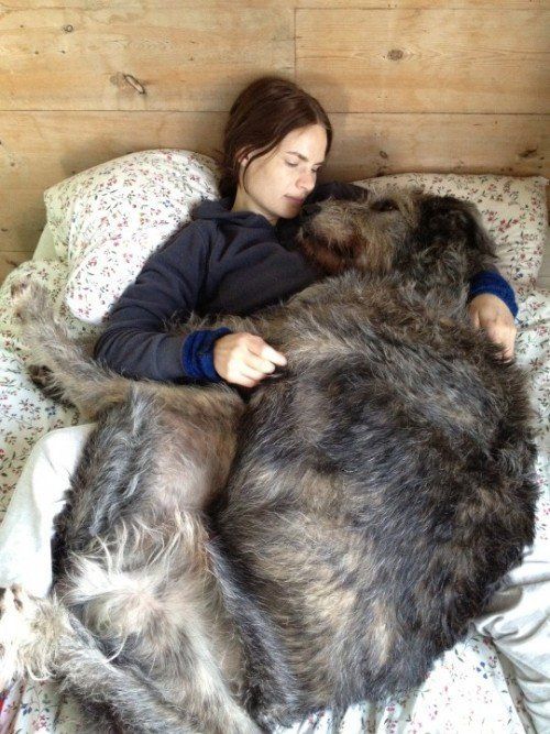 large wolfhound