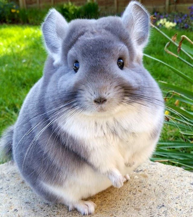 These Chinchillas Are So Round It's 