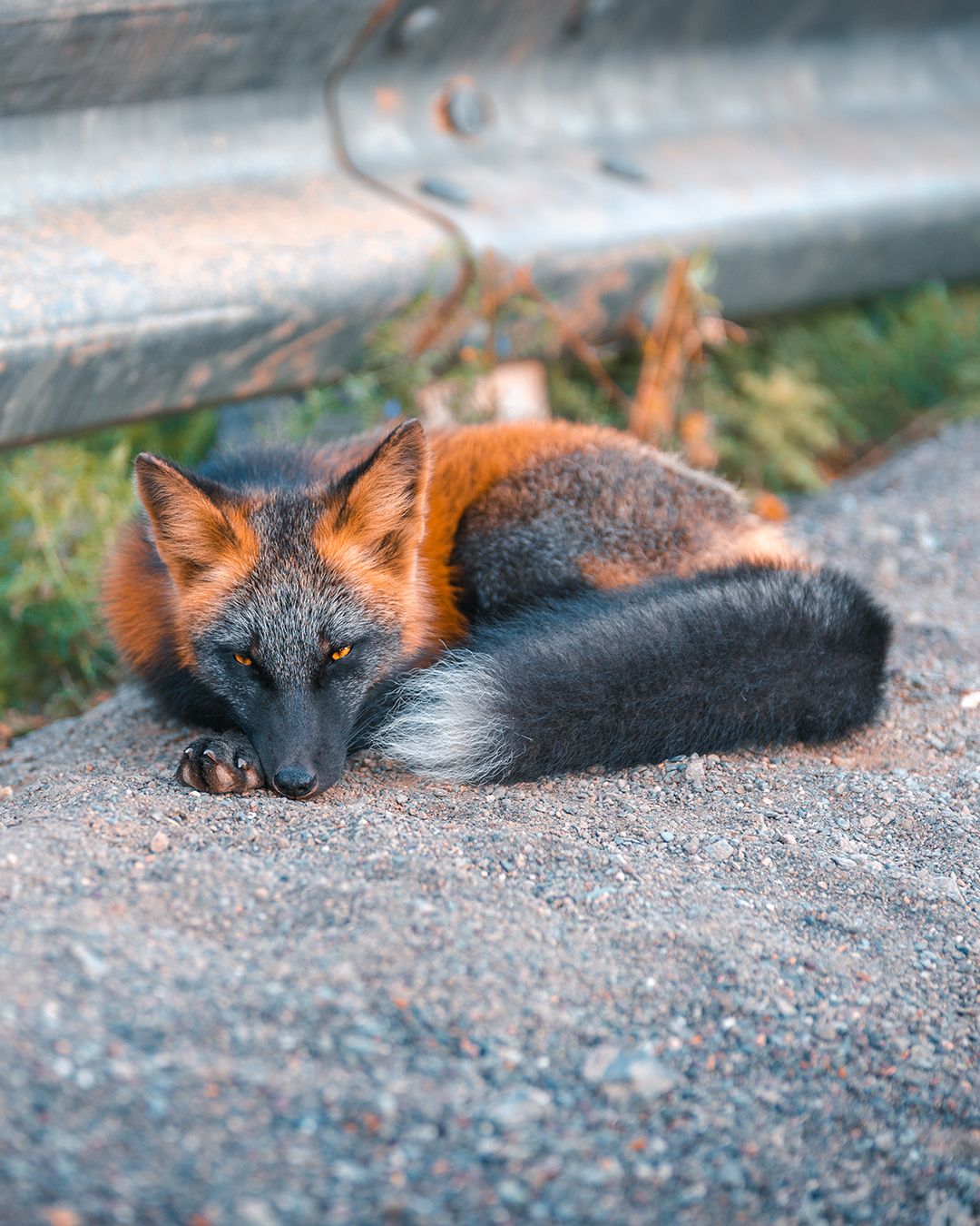 Incredible Photos Of Cross Fox Go Viral After People Say It Looks Like A Pokemon