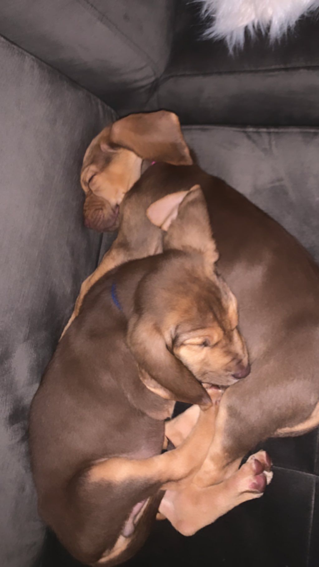 1024px x 1820px - Ariana Grande Rescues Two 'Harry Potter' Pups and Gives Them ...