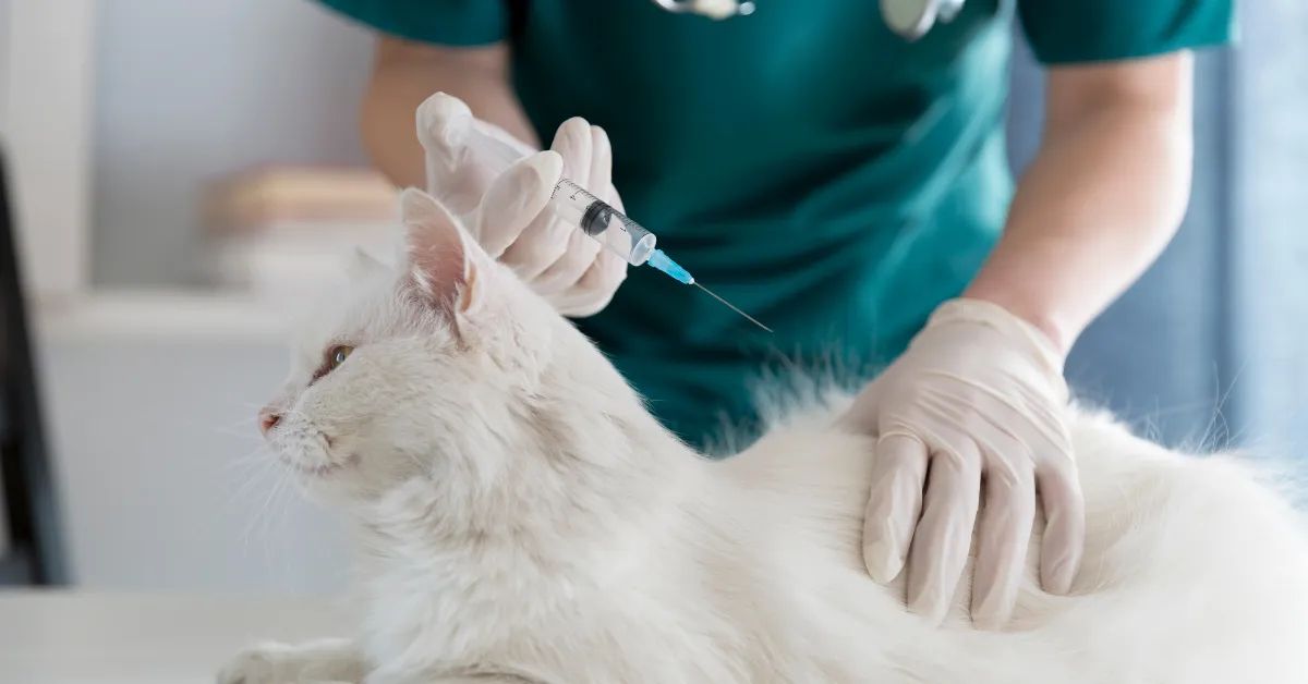 هل يجب تطعيم القطط سنويا؟ 1 هل يجب تطعيم القطط سنويا؟