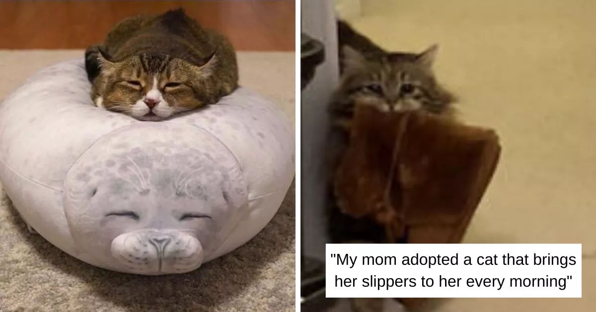 9+ Cute Cats Just Being 100 Wholesome And Wonderful