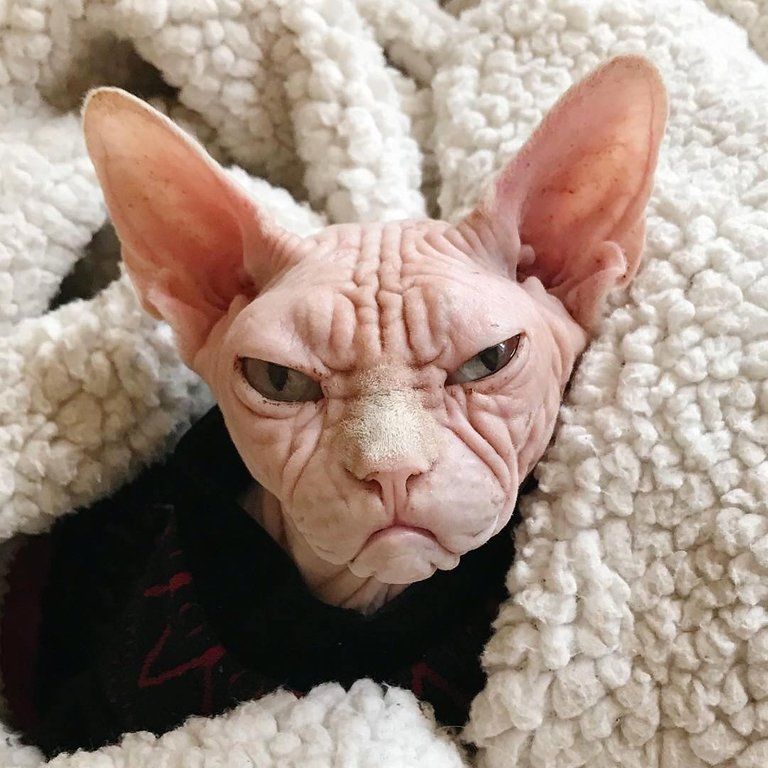 14. Although Sphynx cats can often look as grumpy as this one, it actually ...