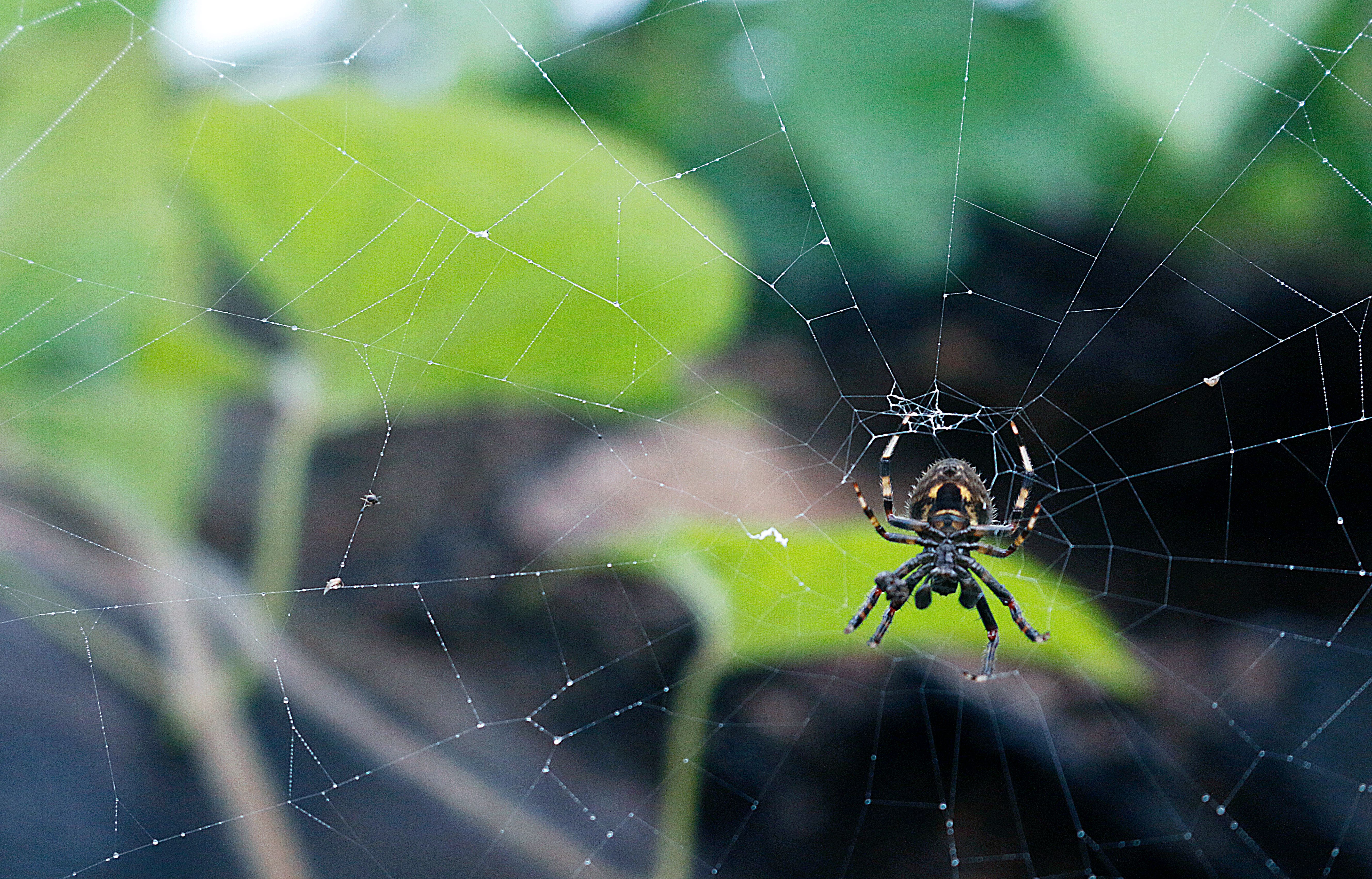 Среда жизни пауков. Паутина паука отшельника. Черный паук. Супер паук. Дети пауков.