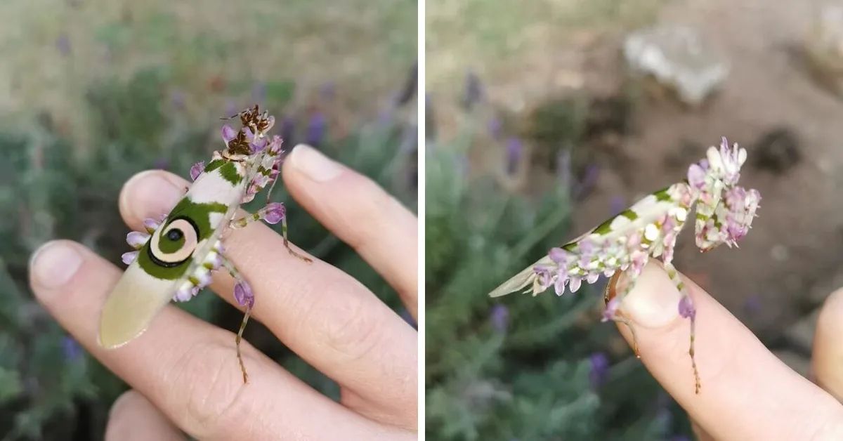 Woman Finds Beautiful Insect That's Leaving The Internet Mesmerized