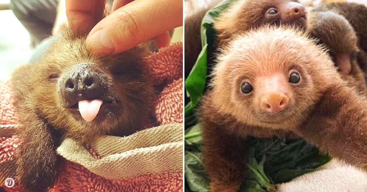 These Smiling Baby Sloths Are Sure To Put A Giant Grin On Your Face Today