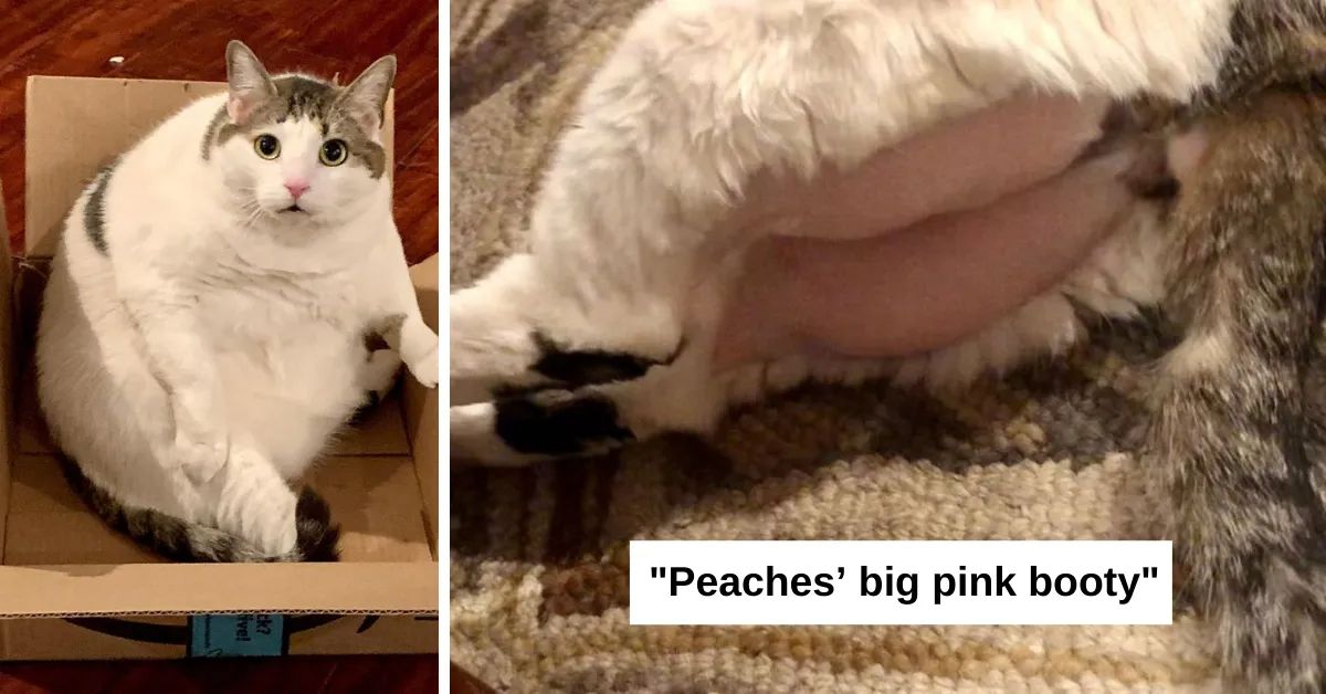 Chonky Cat's 'Sanitary Trim' Reveals A Round, Pink Bum That Has