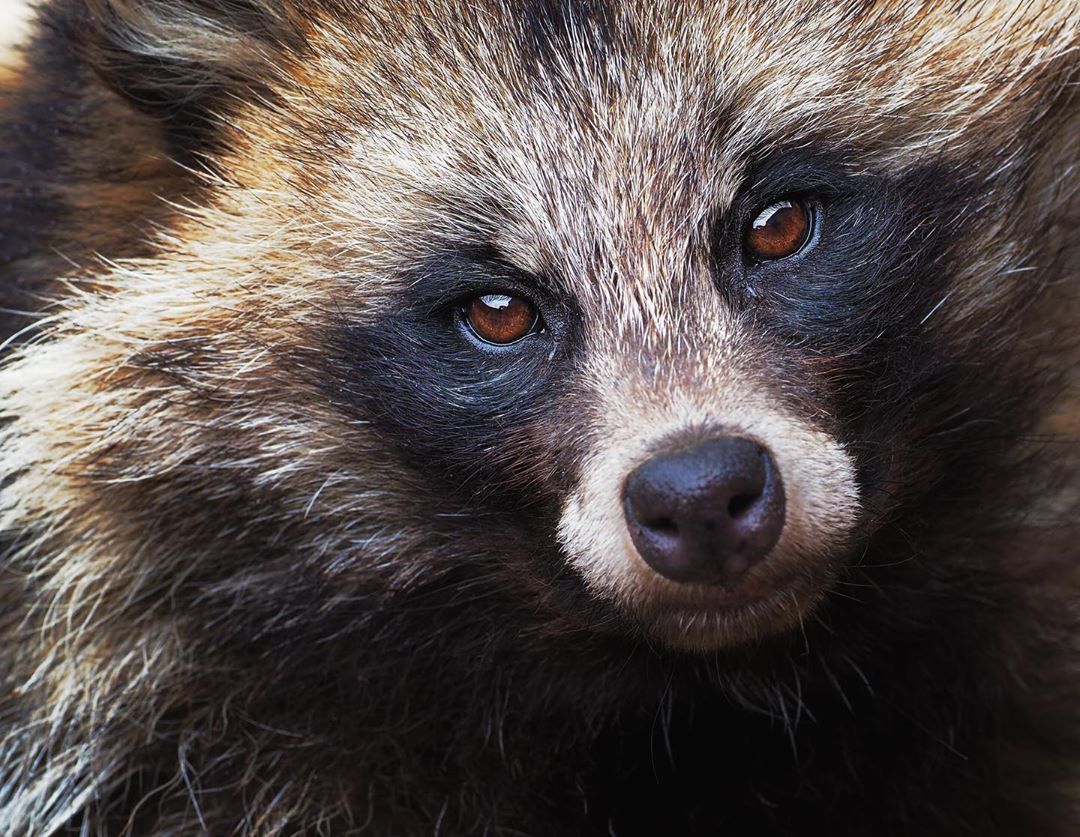 Tanuki May Be Called 'Raccoon Dogs' But They Are A Million