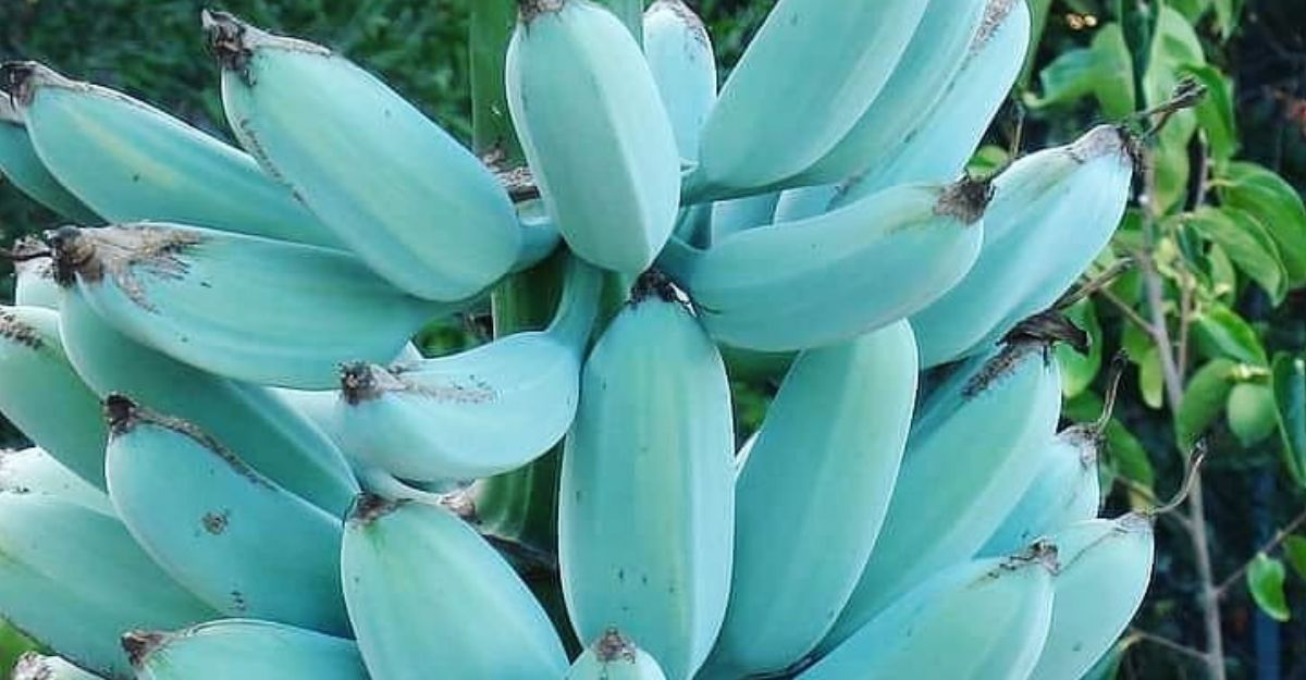 blue java banana