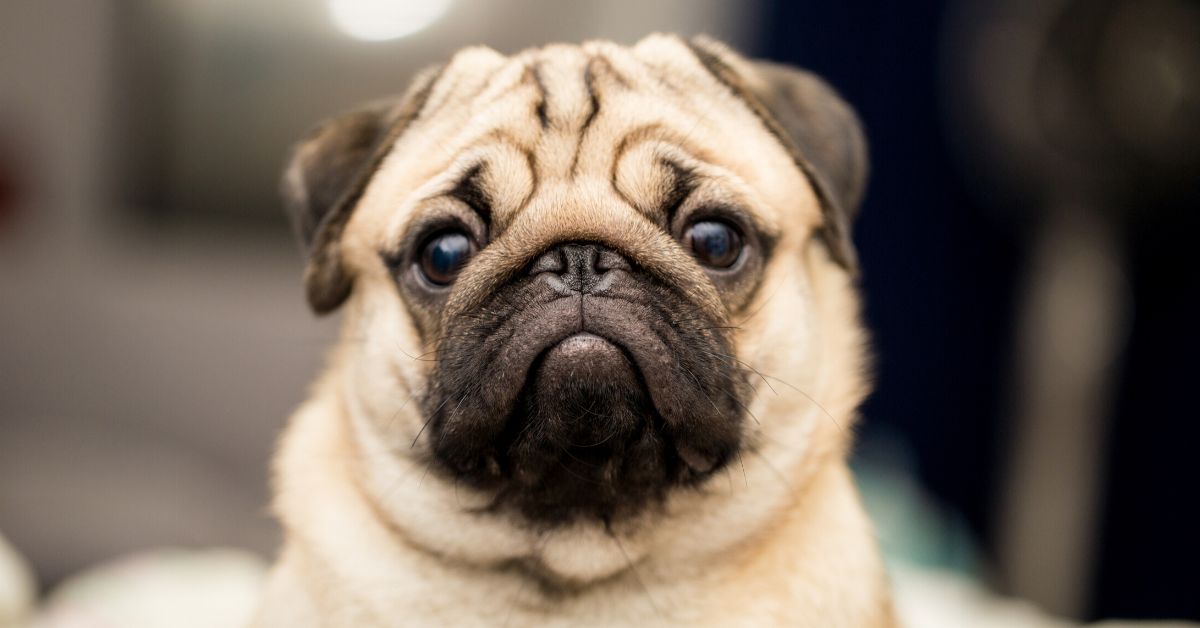 Pug’s MRI Scan Is Creepy, Funny, And Also A Sad Reminder Of Damaging