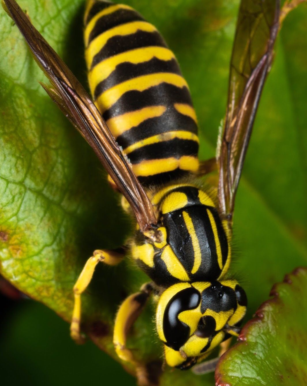 yellow jacket bee