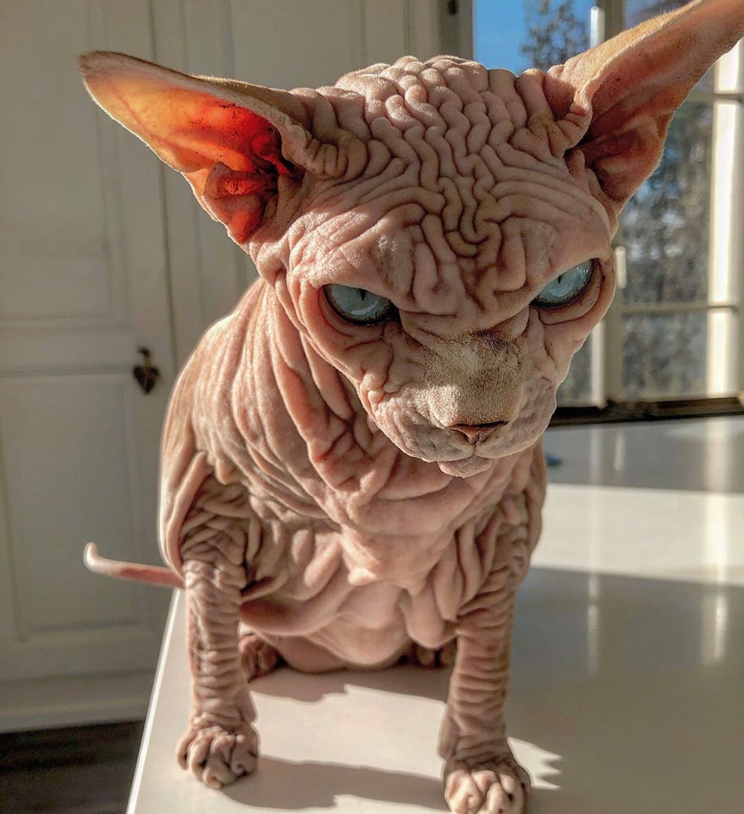Ugly Hairless Cat.