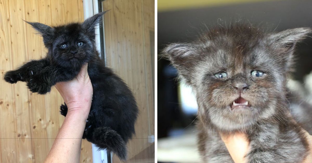 People Aren't Sure How to Feel About Valkyrie The Human-Faced Cat