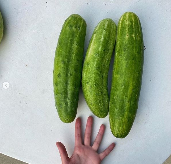 Halsey Shows Off Her Giant Cucumbers With Appropriate Sales Pitch