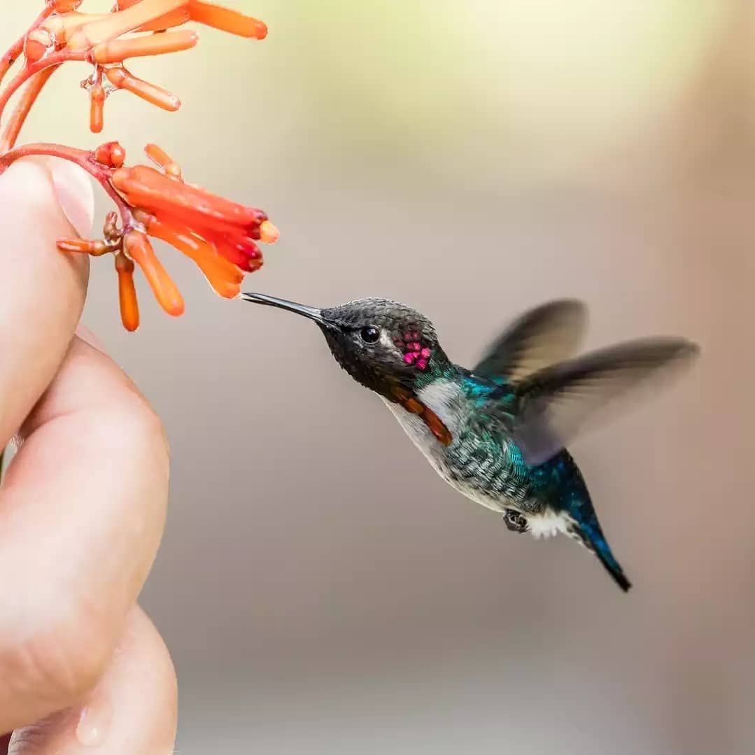 List 93+ Wallpaper What Is The World's Smallest Bird Stunning