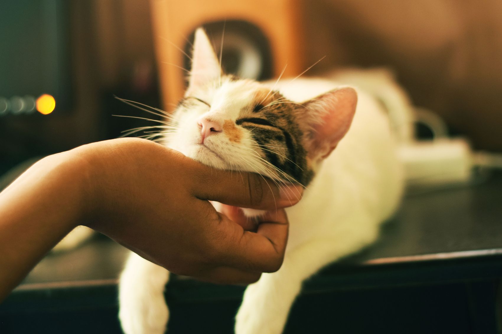Cat Declawing Ban Passed By New York State